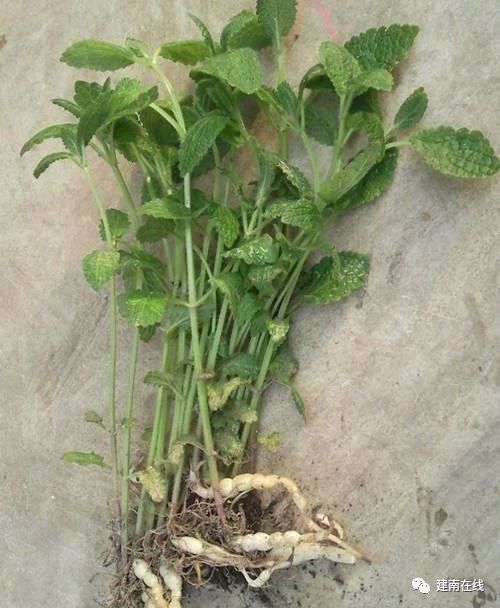 植物香料的多样性