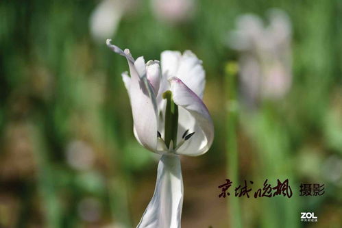 花开花落， 情感如丝