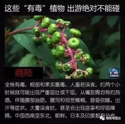 鸟巢蕨的传说中，它为何能成为植物界的神奇使者