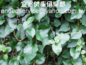 肥水管理：滋润大树的根须