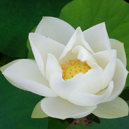 黑莲花是什么？与白莲花有何不同