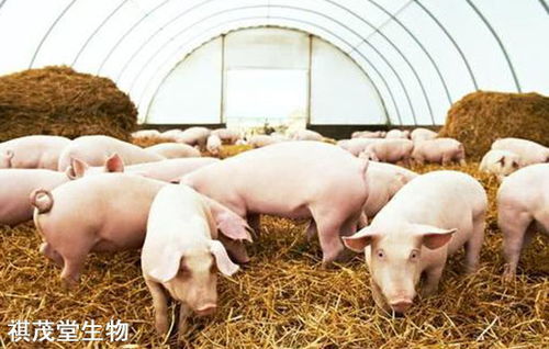 猪不同生长阶段料肉比是多少？影响因素有哪些？