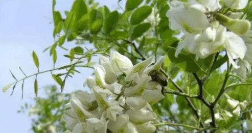 营养价值， 那丰富的小秘密