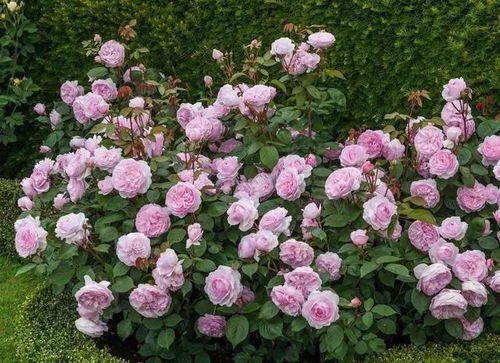 花开花落，情意长