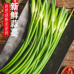 蒜苔蒜粒，种出新鲜蒜