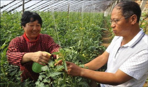 反季节蔬菜， 经济效益显著