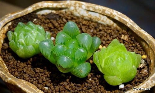 玉露养护，盆具选材有讲究