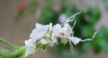 龙船花扦插繁殖