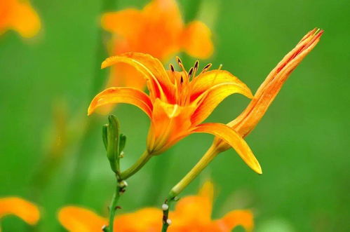 儿时的记忆， 黄花菜映衬下的风景