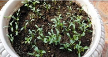 播种小技巧， 香菜粗壮的秘密