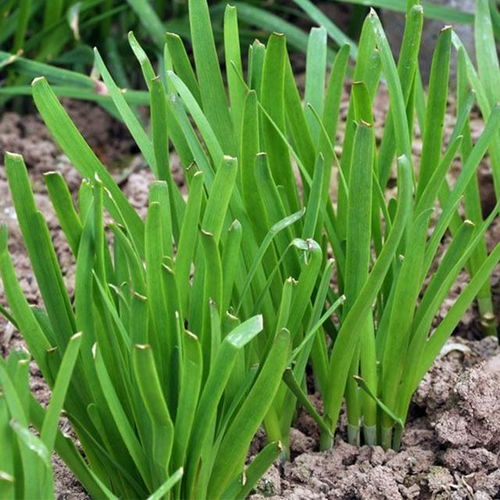 韭菜的别名，你知道多少