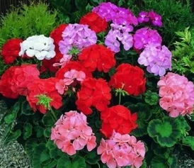 六月份种花，选对花才Neng耐高温