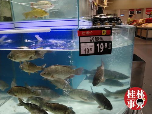 云南盘鮈鱼售价高达80元/斤，珍稀水产品