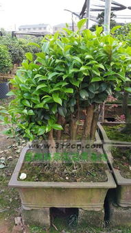 2. 非蔷薇科的花木