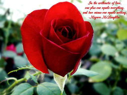 施肥的种类与次数