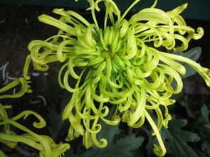 绿国王的花种图片与名称大全