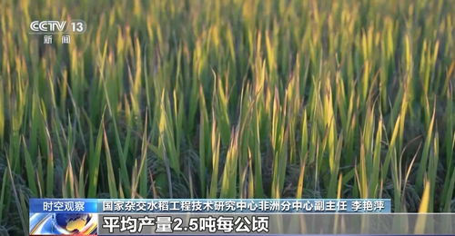 我们日常食用的东北大米是杂交水稻吗