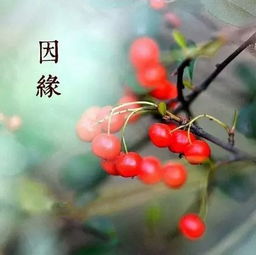 桅子花黑叶，是何原因作祟