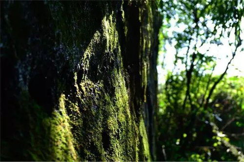 大树下种草的烦恼？别急，7种耐阴草种来帮忙！