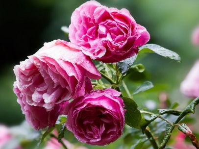 秋季：收获的季节