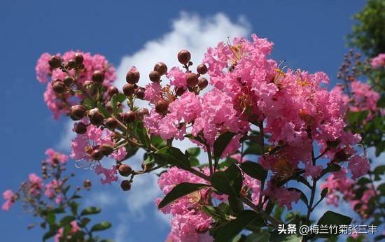 千年紫薇， 生命奇迹