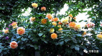 月季冬季养护， 温度法则和修剪法则