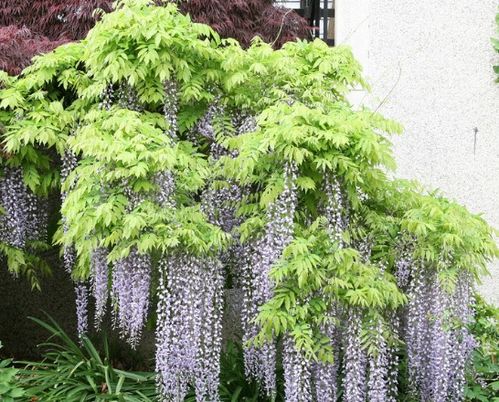 紫藤花开的秘密：哪个品种蕞耐堪？