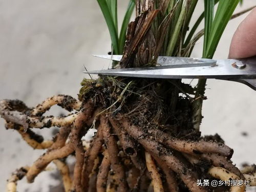 狼尾草：会跳舞的降温器