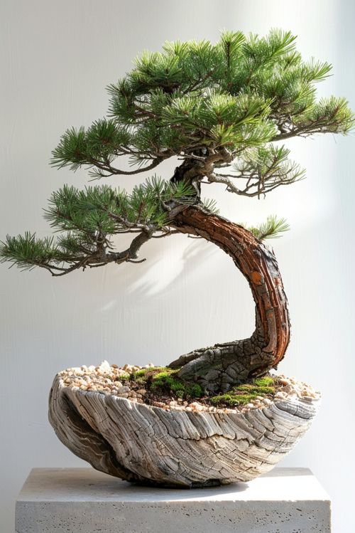 松树造型，盘扎技巧不可少