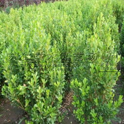 小叶黄杨篱种植密度揭秘