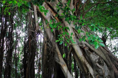 榕树气生根的形态与分布