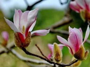 玉兰：多样的花色，多样的花期