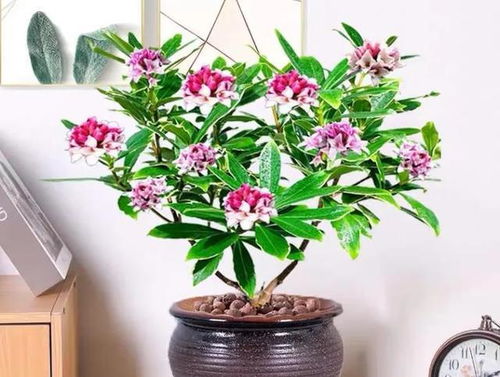 十月份适合种植哪些花卉？请推荐十种适合十月种植的花卉