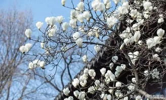 紫玉兰的花儿开， 美得不像话