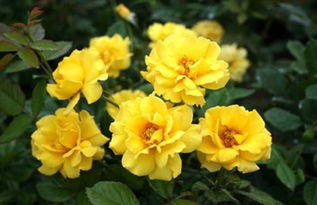 土壤积水的原因