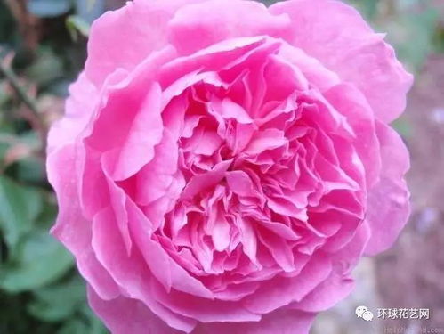 玫昂爸爸月季Papa Meilland