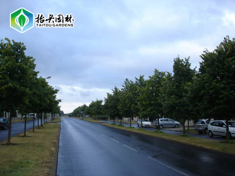 染后 你得了解你的“喜好”——植物配置要则