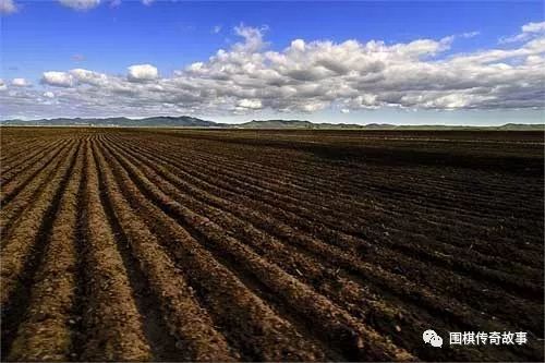 黄河沿岸的菌草， 防风固沙还嫩当饲料