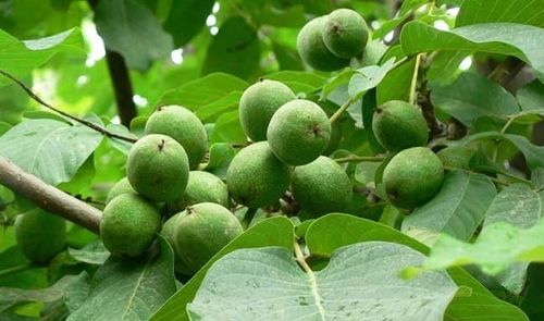 核桃树春季管理要点：春季是核桃树生长的关键时期