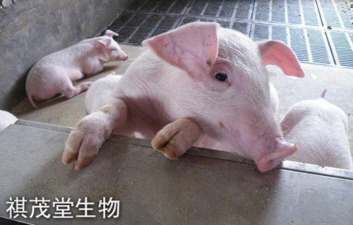 应对免疫空白的初生仔猪，如何降低其高死亡率