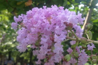 紫荆树的花期揭秘