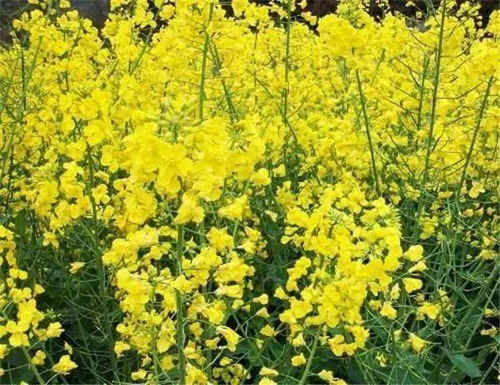 油菜花种植，一种以油菜为原料的农作物