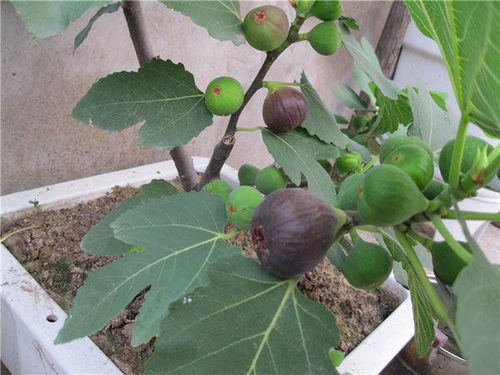 无花果树什么月份种植最合适？不同地区气候各异