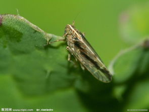 啶虫脒：蚜虫的克星