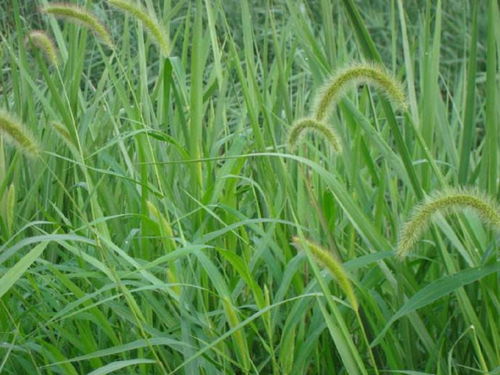 黑麦草生长广泛，用途广泛