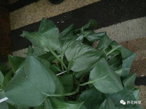 绿繁荣花蔫了是缺水还是病虫害