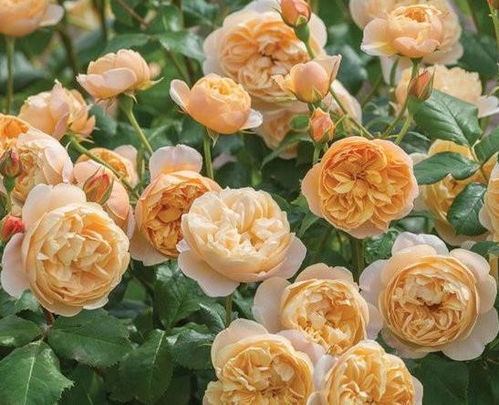 如何正确修剪月季？