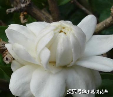 抹莉花的日常养护秘籍