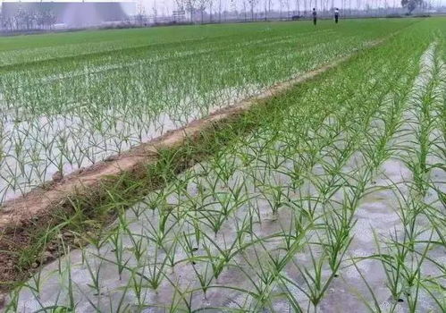 大蒜田间除草的药剂选择