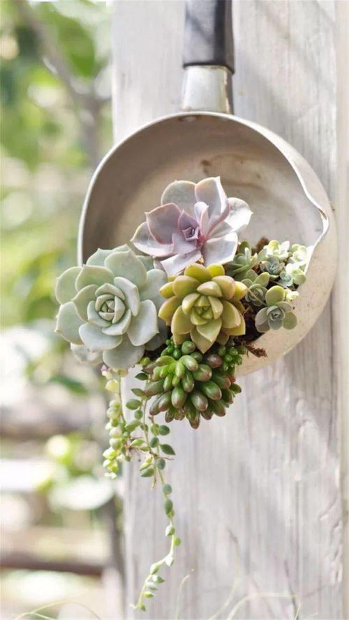 选对宝贝， 开启多肉养护之旅